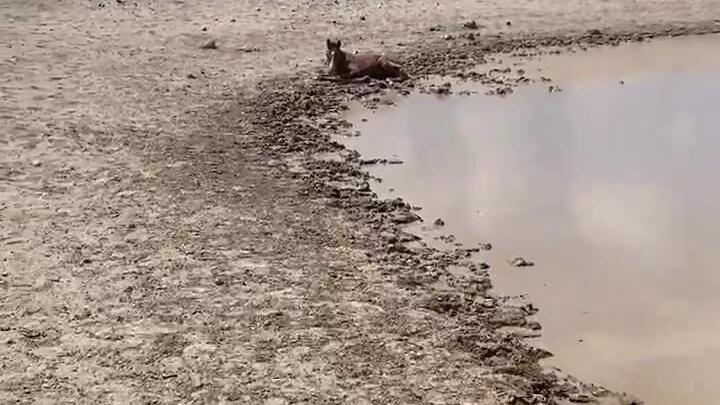 BLM worker rescued horse stuck in Oregon mud